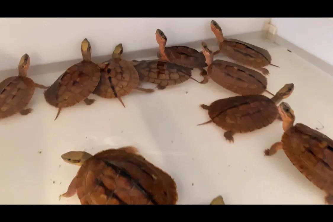 三线闭壳金钱龟养殖方法,三线闭壳金钱龟陆养