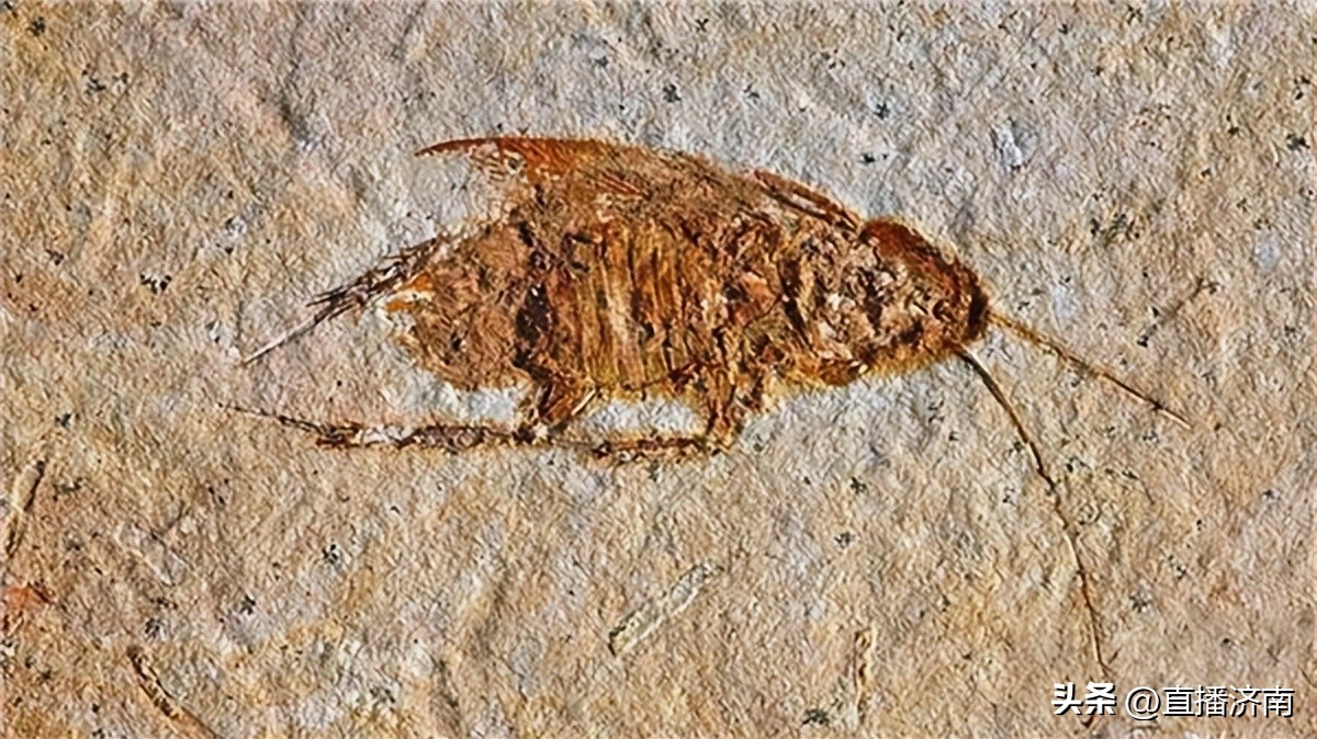 蟑螂最怕一招教你彻底消灭蟑螂,不知道蟑螂在哪里如何消灭