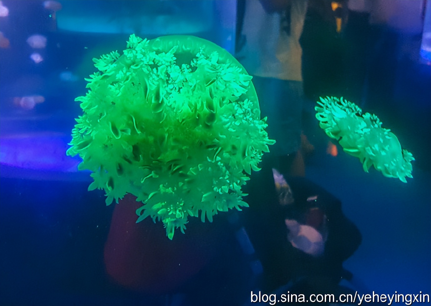 深圳东部华侨城视频,东部华侨城深海探奇