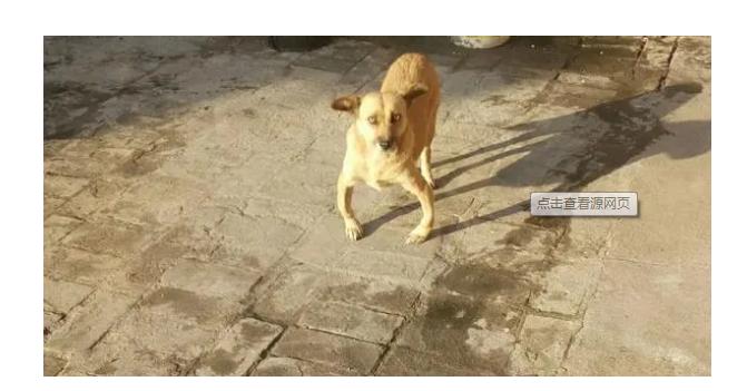 你家狗缺钙，你却还蒙在鼓里？这几点能帮到你