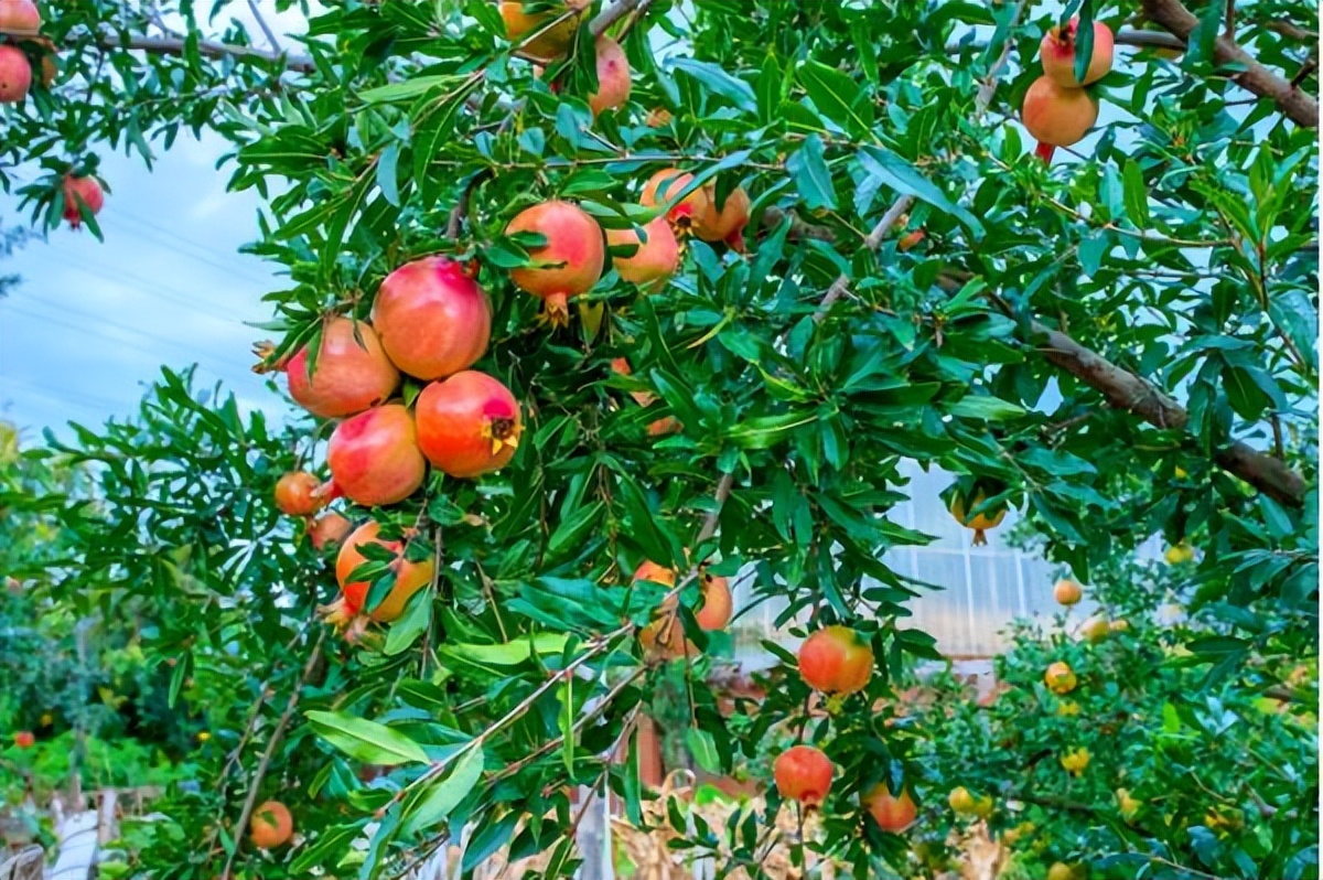 突尼斯软籽石榴树北方可以种植吗,突尼斯软籽石榴树种植技术视频