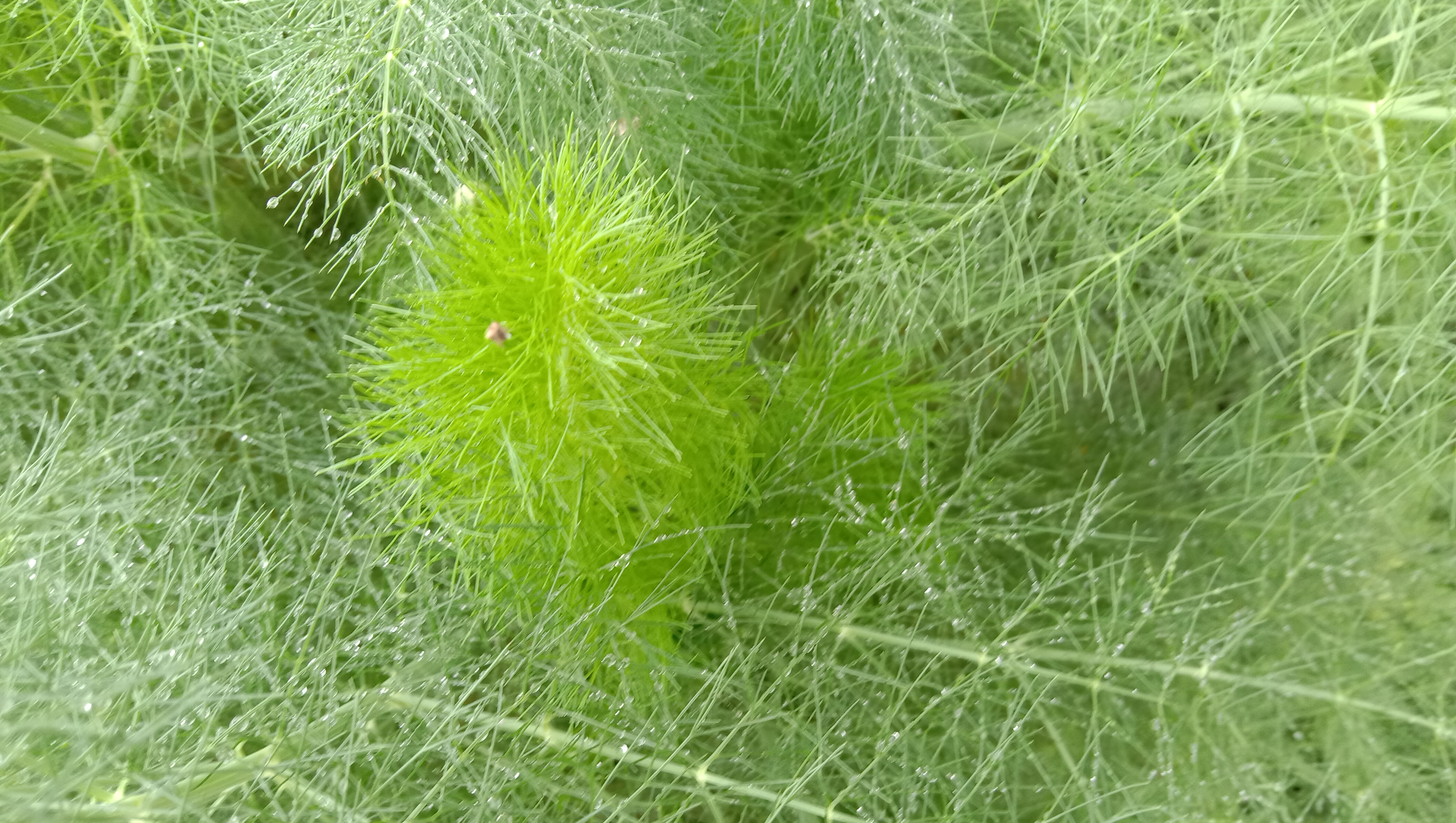 茴香菜不适合什么人吃,茴香菜的营养价值和禁忌