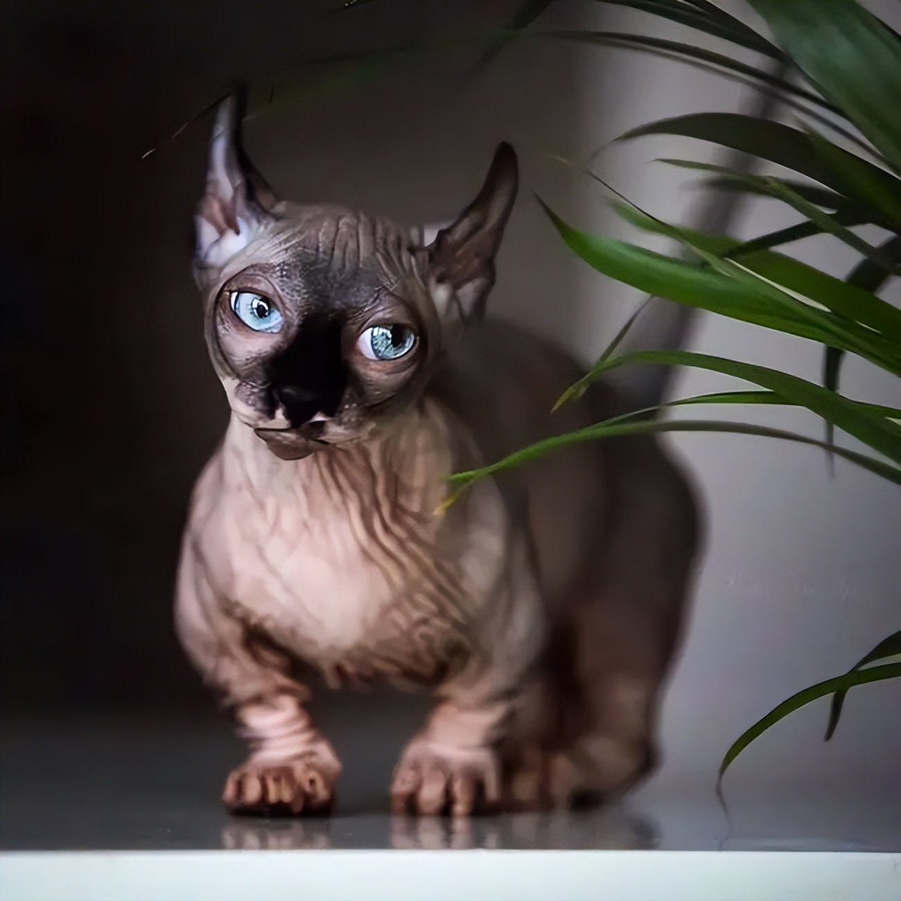 家猫常见的8个品种,常见的家猫都是什么品种