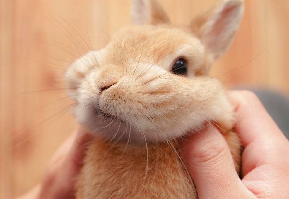 兔子为什么啃东西,兔子爱啃什么