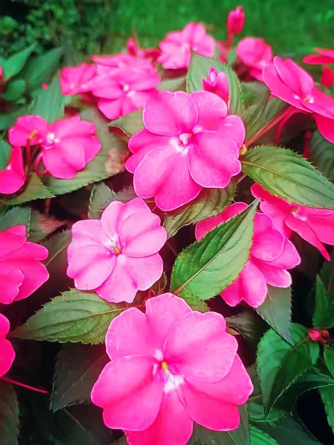 美丽五颜六色的凤仙花,七月最美的花景视频素材