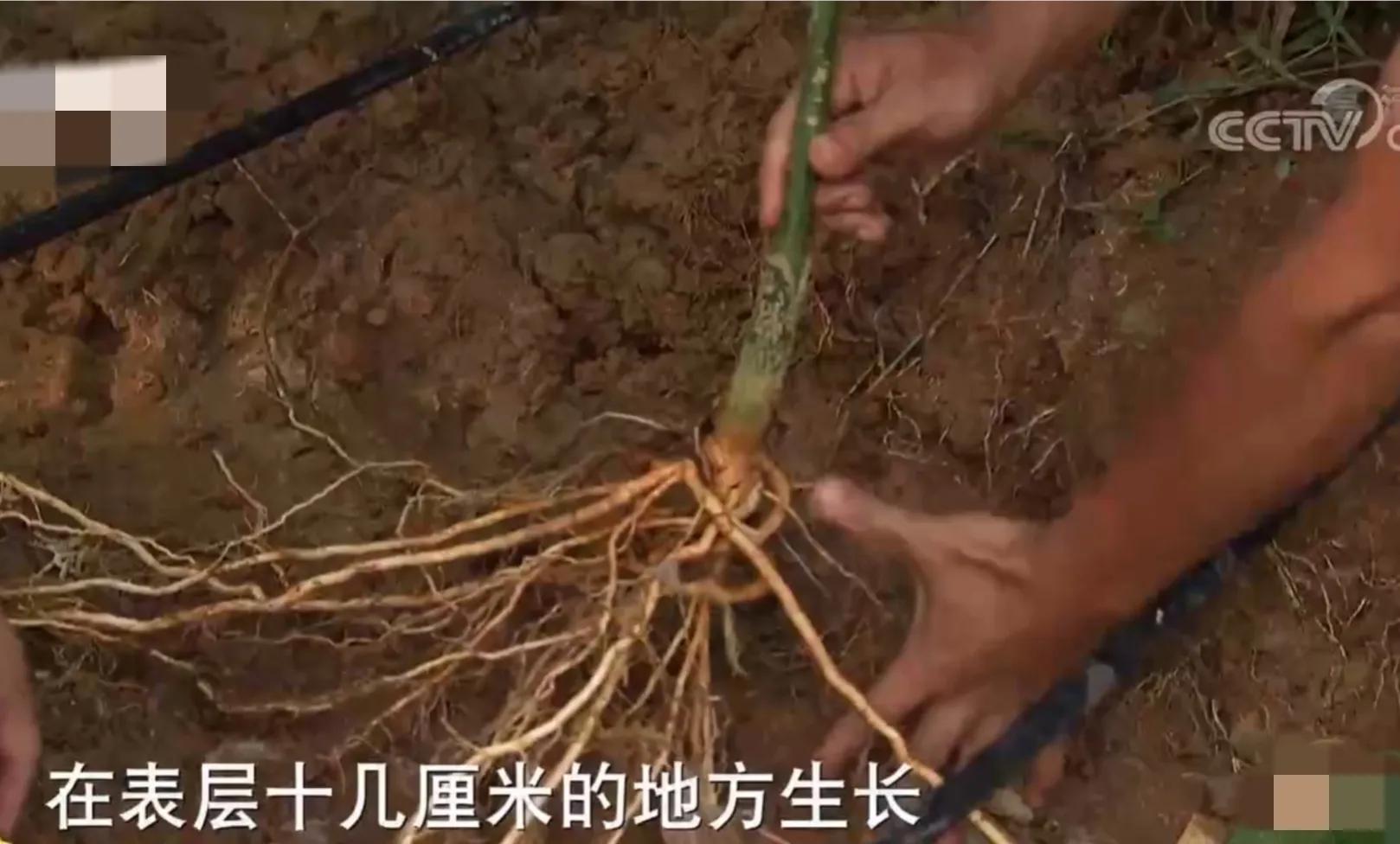 90后小伙承包15亩果园,湖南小伙承包五千亩四年赚上千万