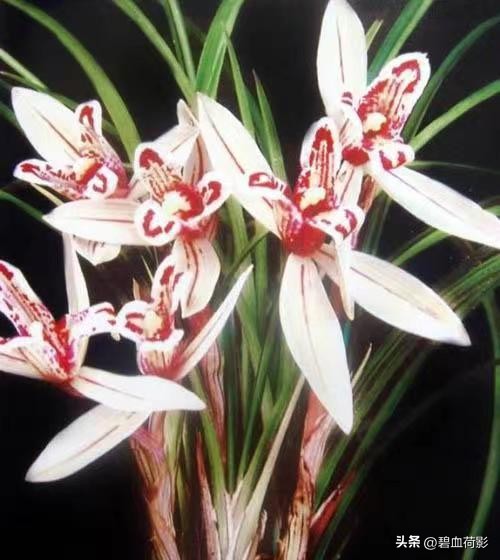 200万的兰花被盗判刑15年,盗挖名贵兰花获刑