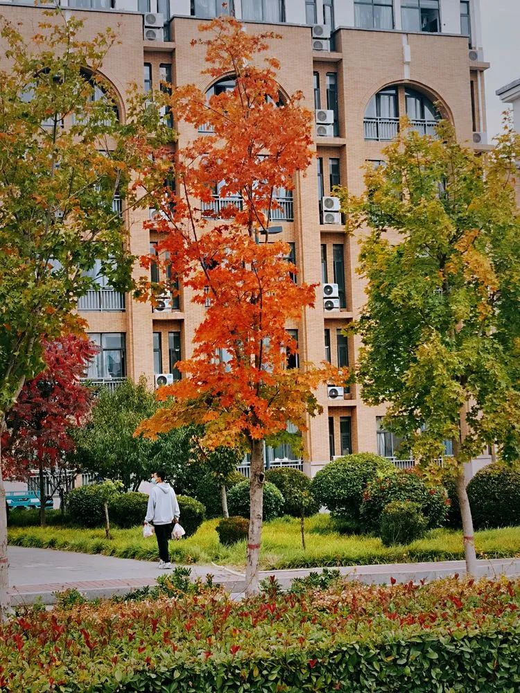 层林尽染的视频号,濮阳医专学历怎么样