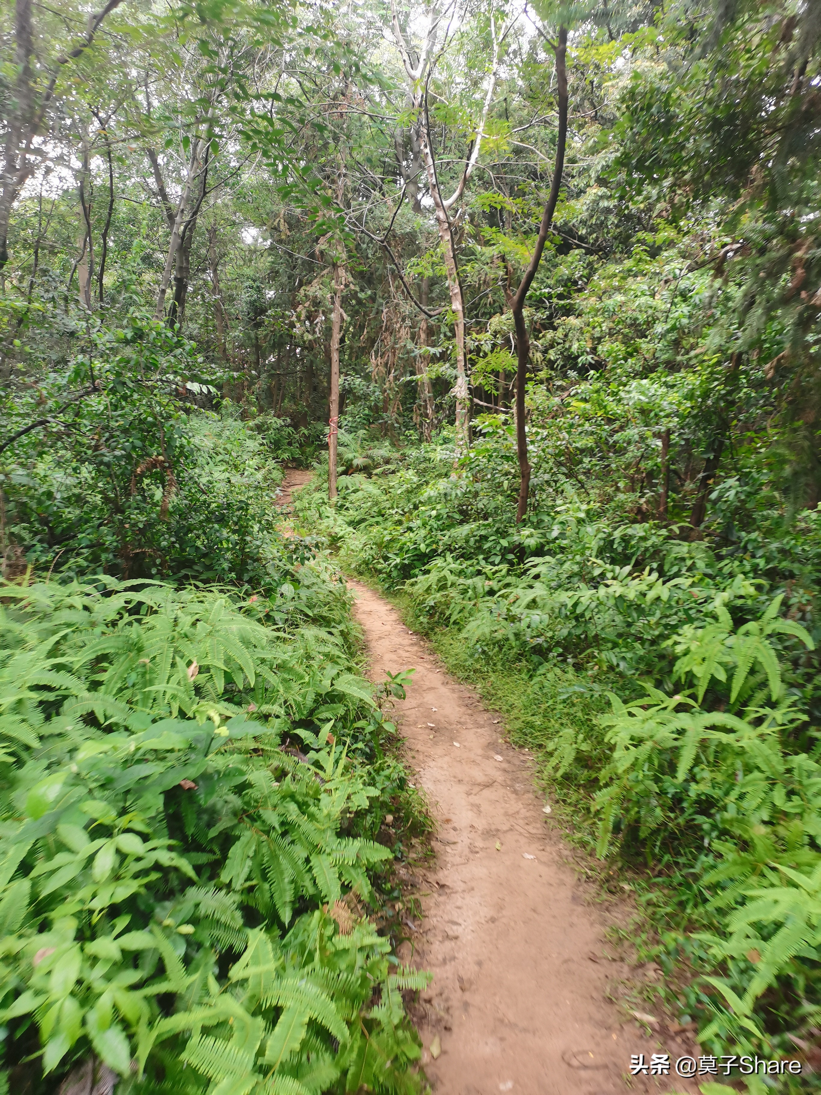 广州白云山小众公园,广州白云山原始森林公园旅游攻略