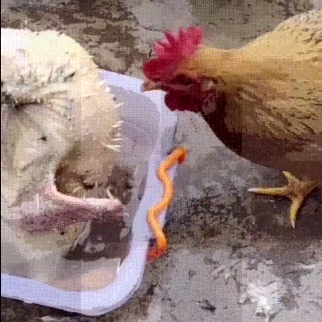 迎难而上综艺,迎男而上知乎完整版