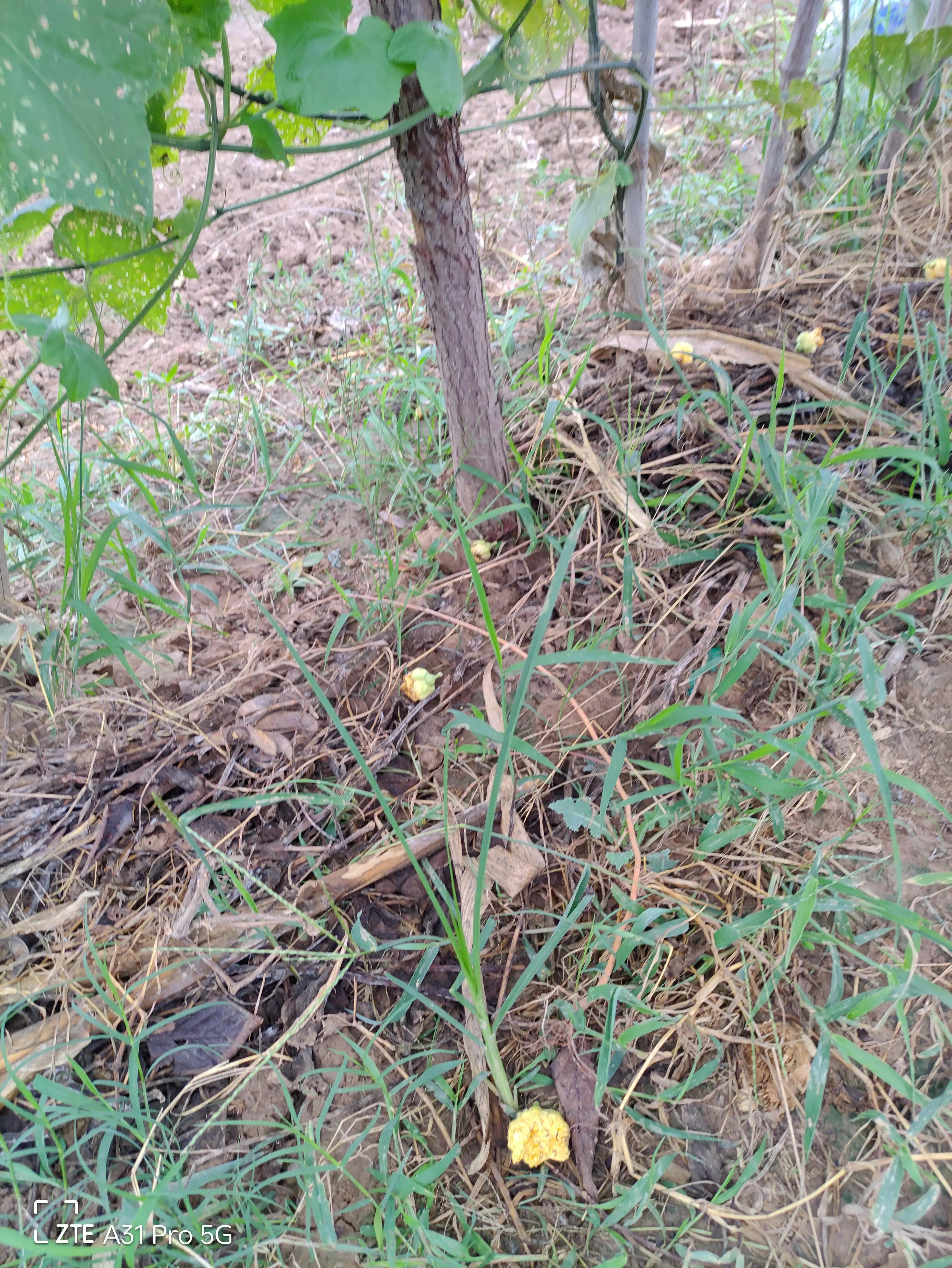 落花生的原名,落花生是什么意思