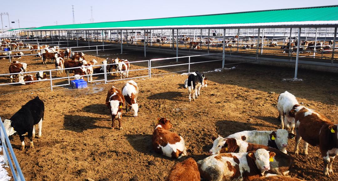 榆林农村种养殖致富项目,发展特色种养业脱贫致富