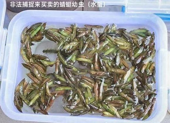 豆娘和蜻蜓是同一种动物吗,蜻蜓豆娘是珍稀动物吗
