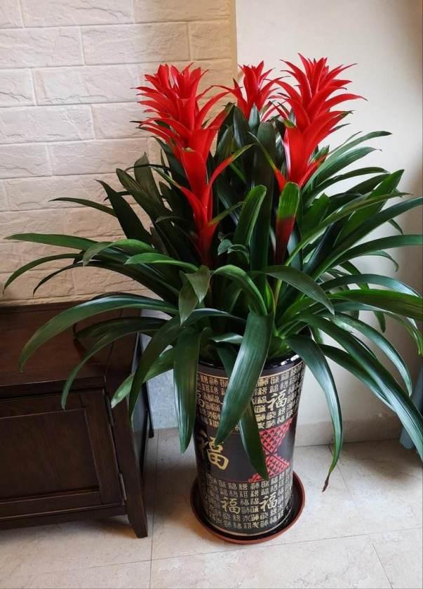 客厅养什么花最好最招财,客厅养什么花好看旺财