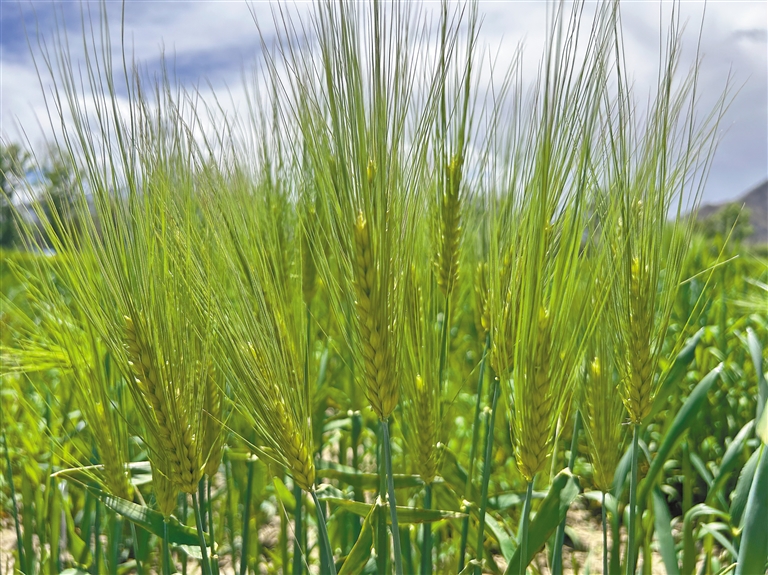 *藏西**农牧业跑出种业振兴加速度