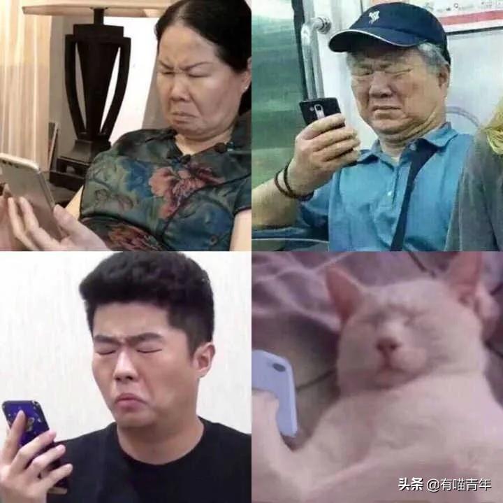 猫做核酸了么,猫核酸检测有必要做吗
