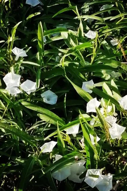 十大常见的蔬菜花,适合开花的日常蔬菜有哪些