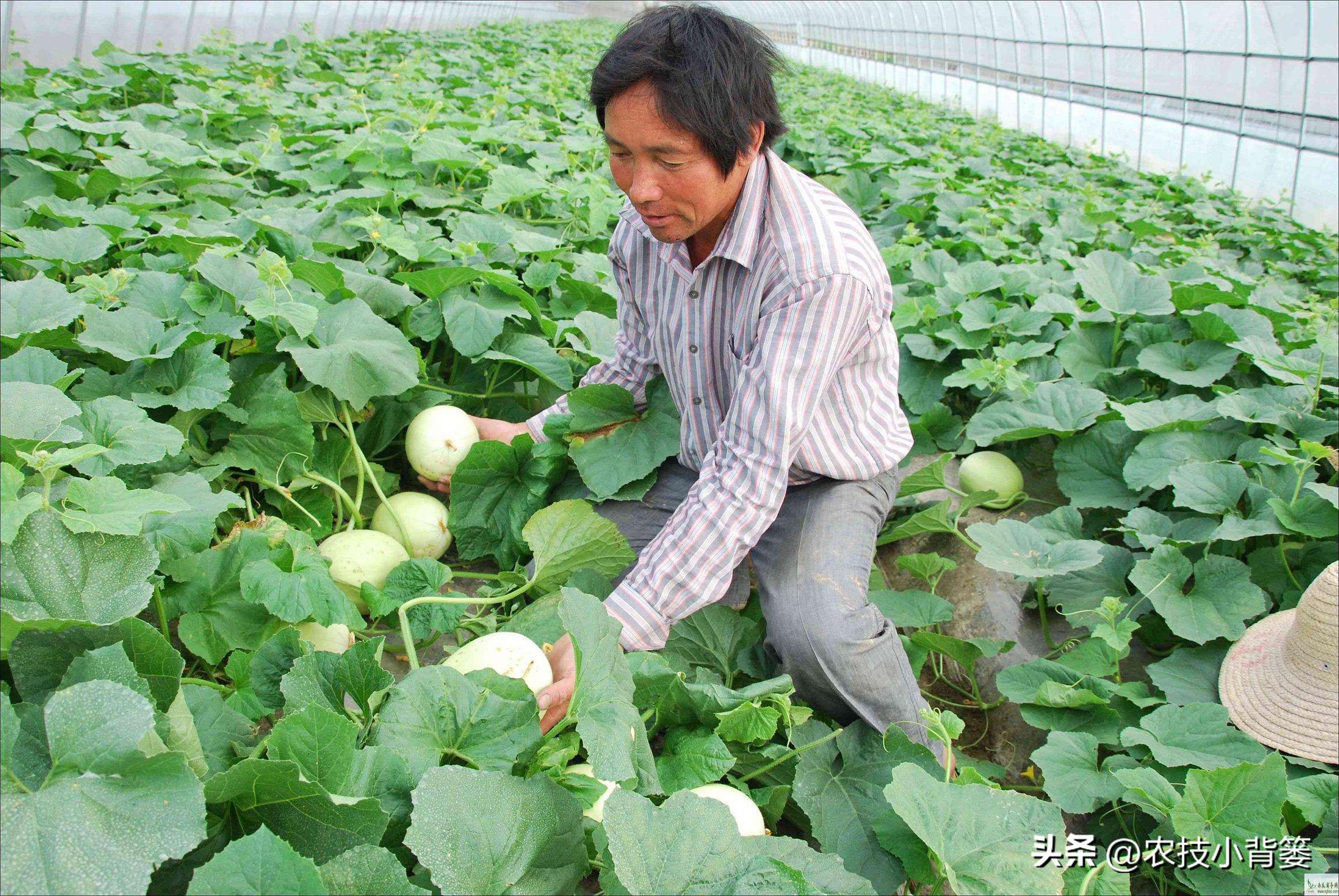 作物旺长怎么办,作物徒长问题及解决方案