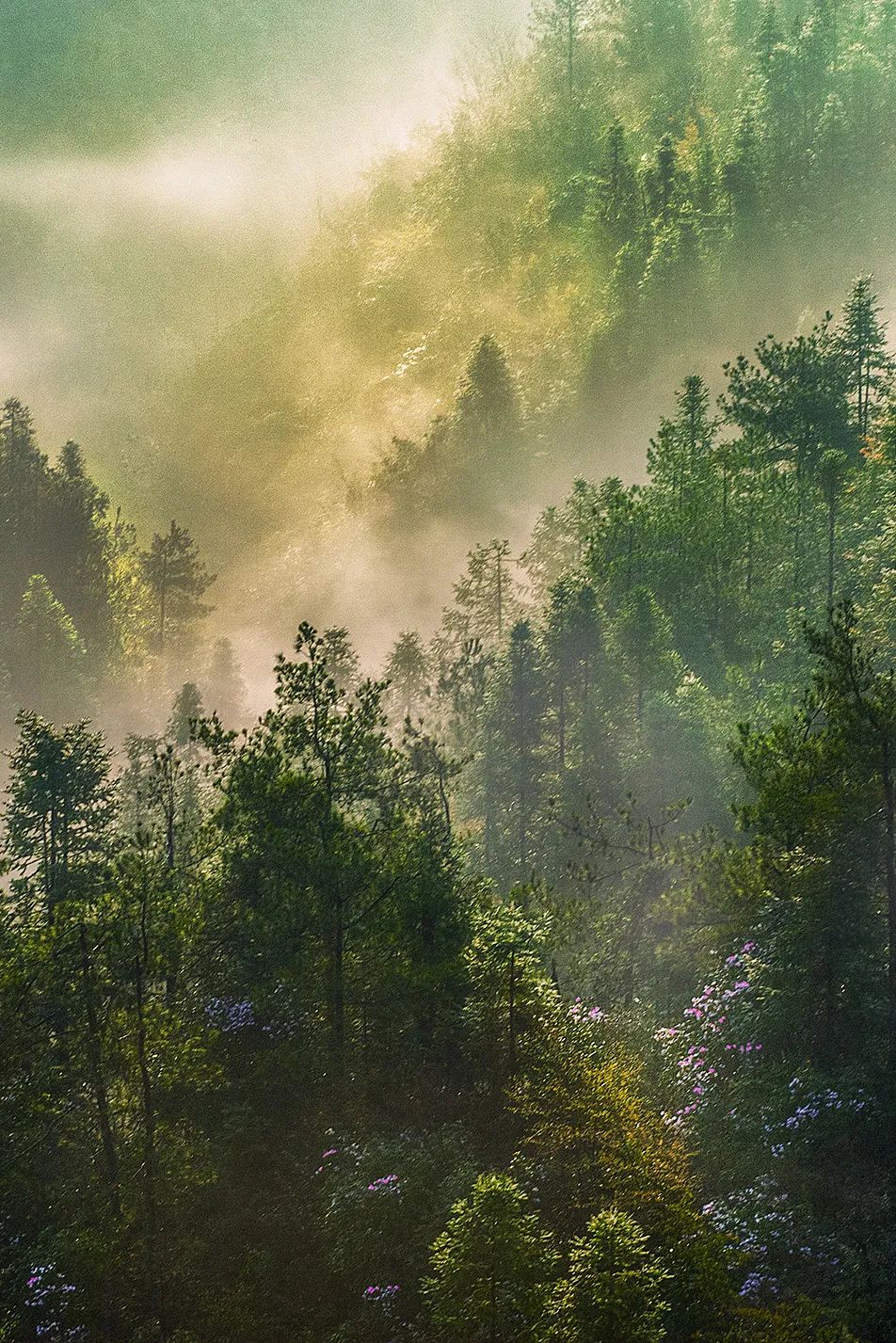 绿色狂想曲,绿色狂想曲三年级