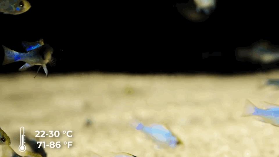 热带观赏鱼长视频,各种热带观赏鱼介绍