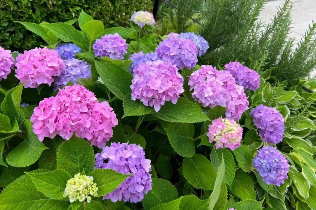 上海野生动物园端午节游玩门票,上海野生动物园年卡节假日