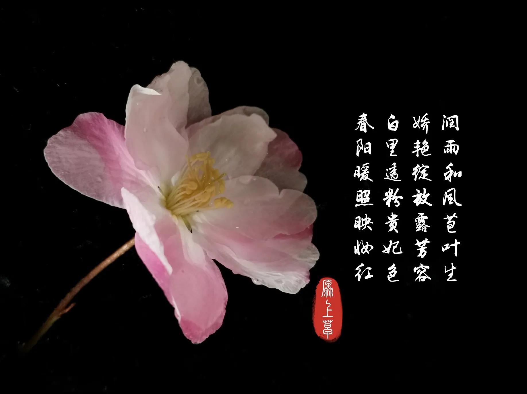 百花酿诗韵芬芳留人间（一）