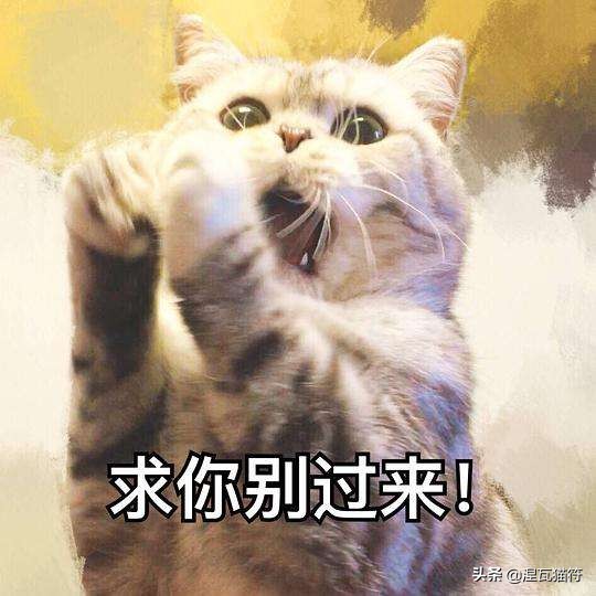 猫疱疹病毒和猫杯状病毒pcr的区别,猫咪疱疹病毒猫鼻支症状