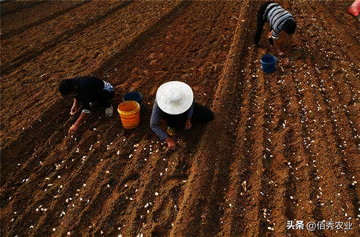 大蒜怎么施肥病害怎么防治,大蒜播种后怎么除草