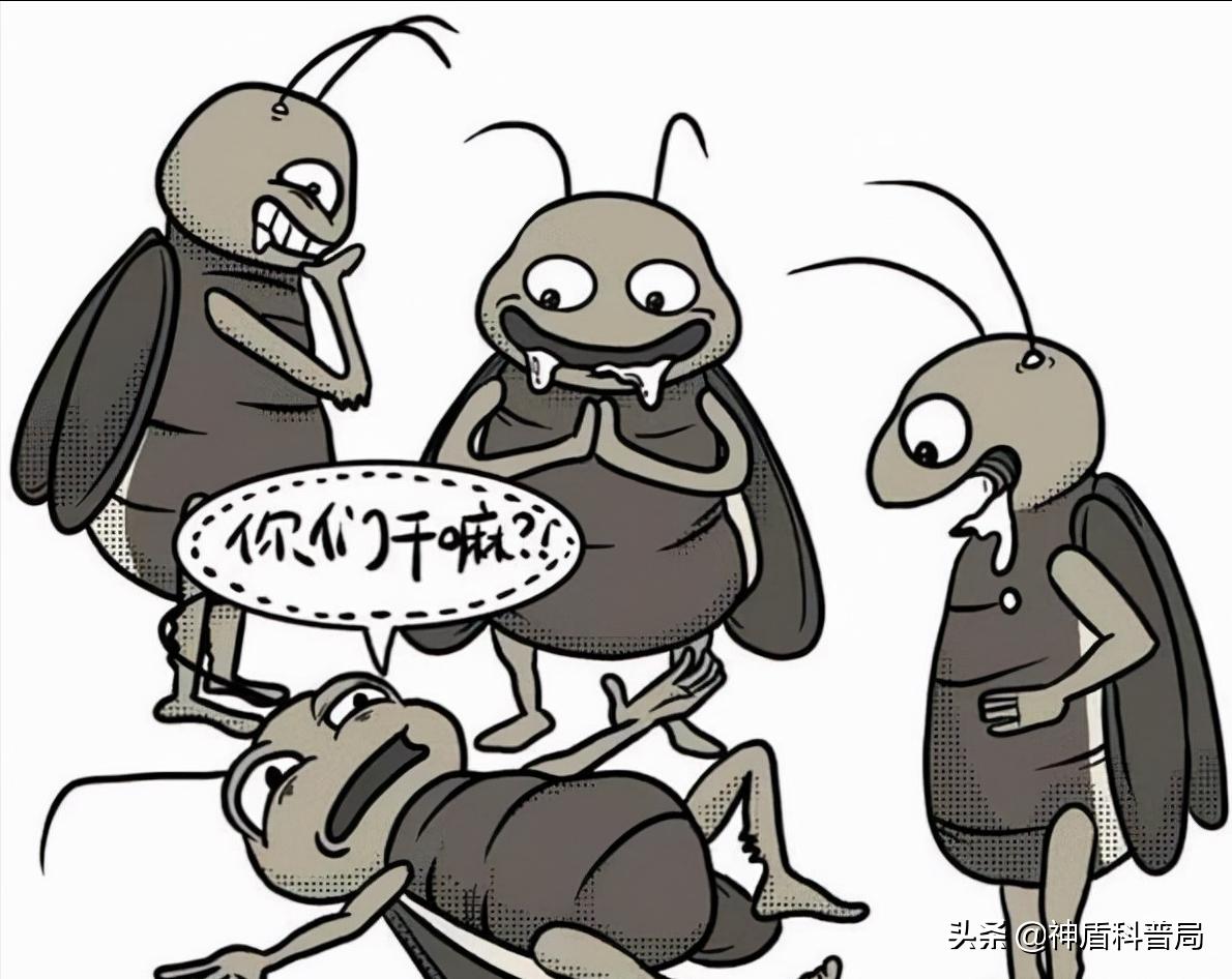 明明蟑螂爬到身上就不见了,有人把蟑螂给踩死了