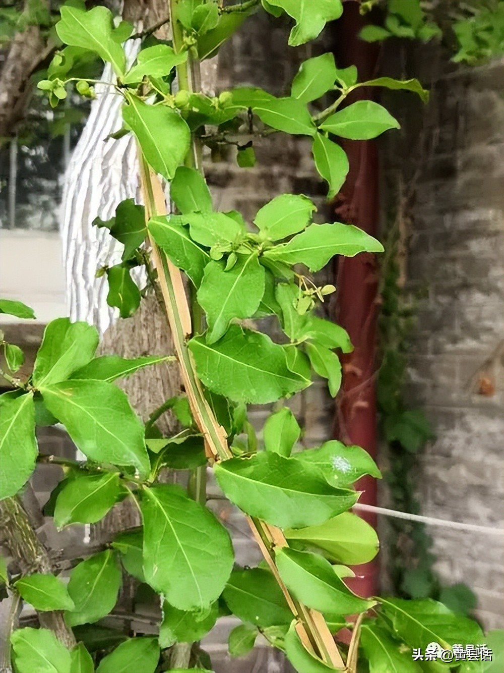 南蛇藤是山里最美的藤本植物