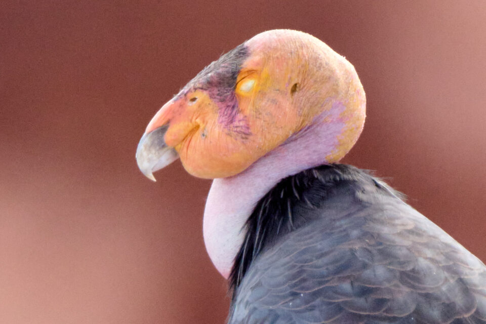 尼康Z800mmf/6.3VRS镜头深度评测