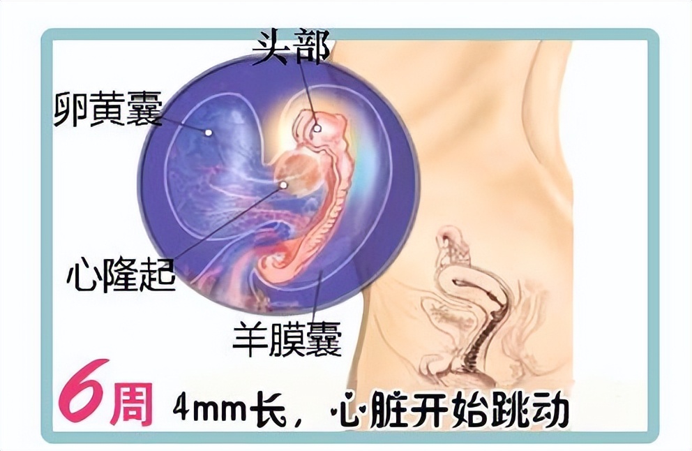 怀孕6周胎儿的样子,怀孕6周胚胎发育图