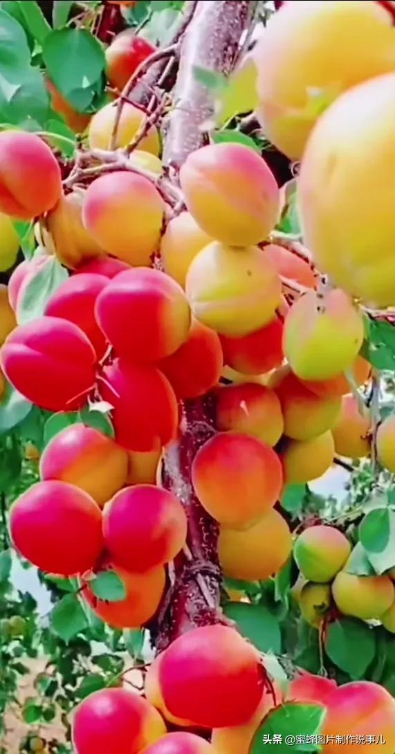 壁纸美图,各种水果,果香四溢,酸甜可口,丰收的喜悦