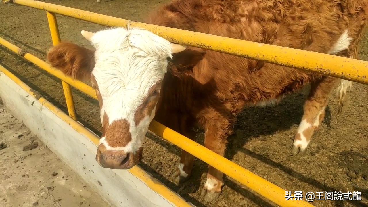牛吃的少没食欲怎么回事,牛食欲不振怎么解决