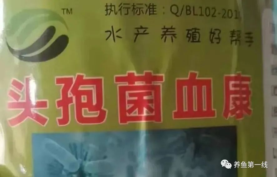 细菌性败血症鱼怎么治,淡水鱼败血症治疗