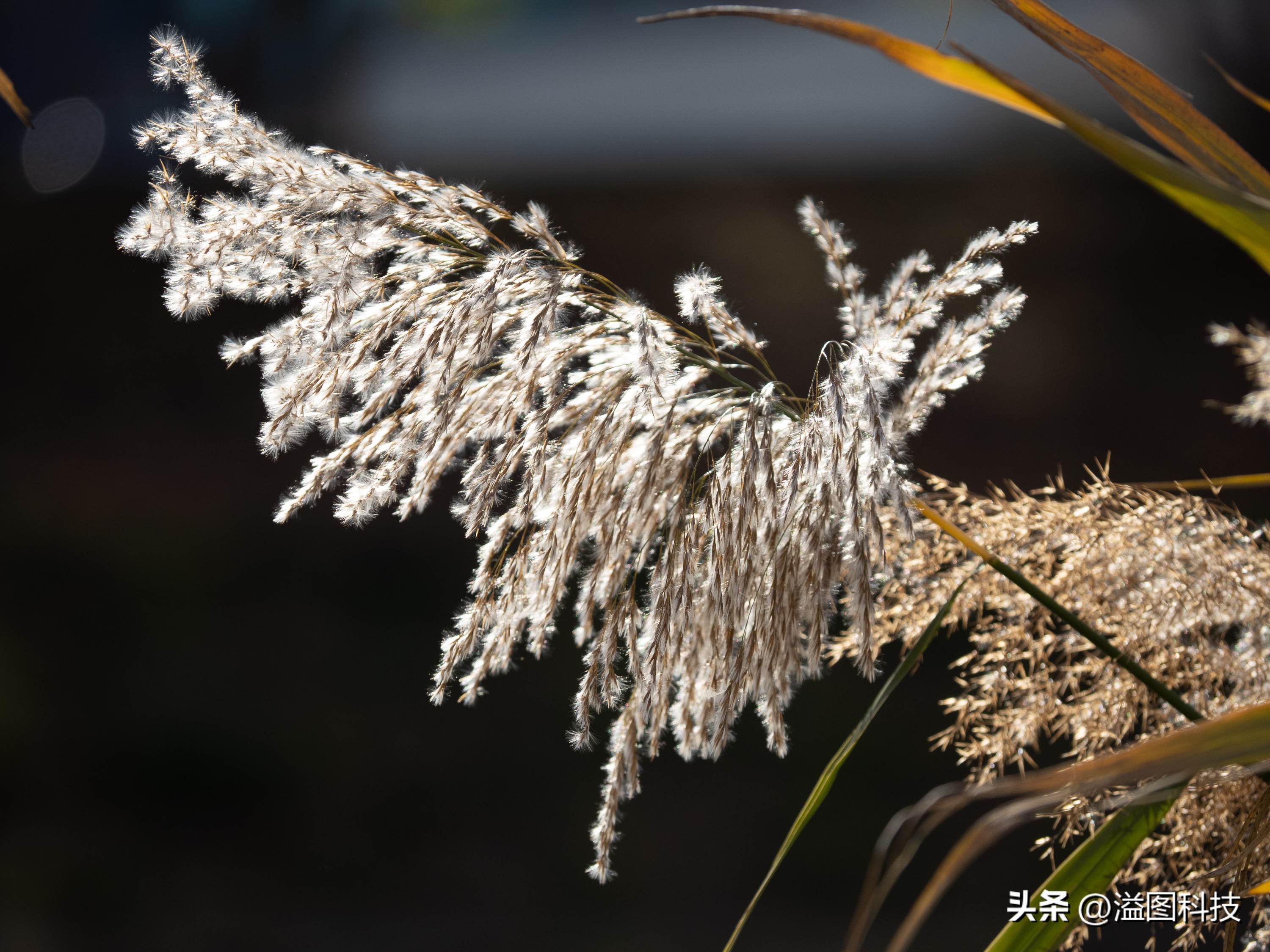 推介一款干活用的微单,新出的入门微单