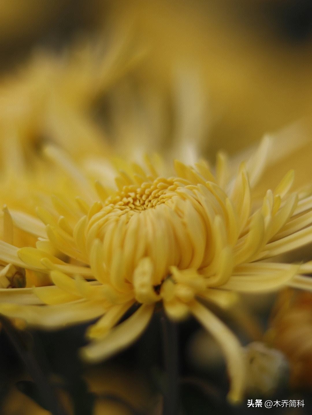 民俗文化中菊花的象征意义,菊在古代的象征意义和品质