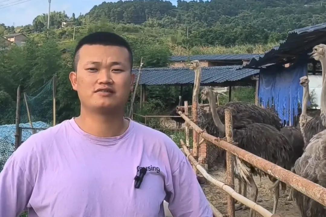 80后青年农民养殖鸵鸟,大学生回来养鸵鸟创业