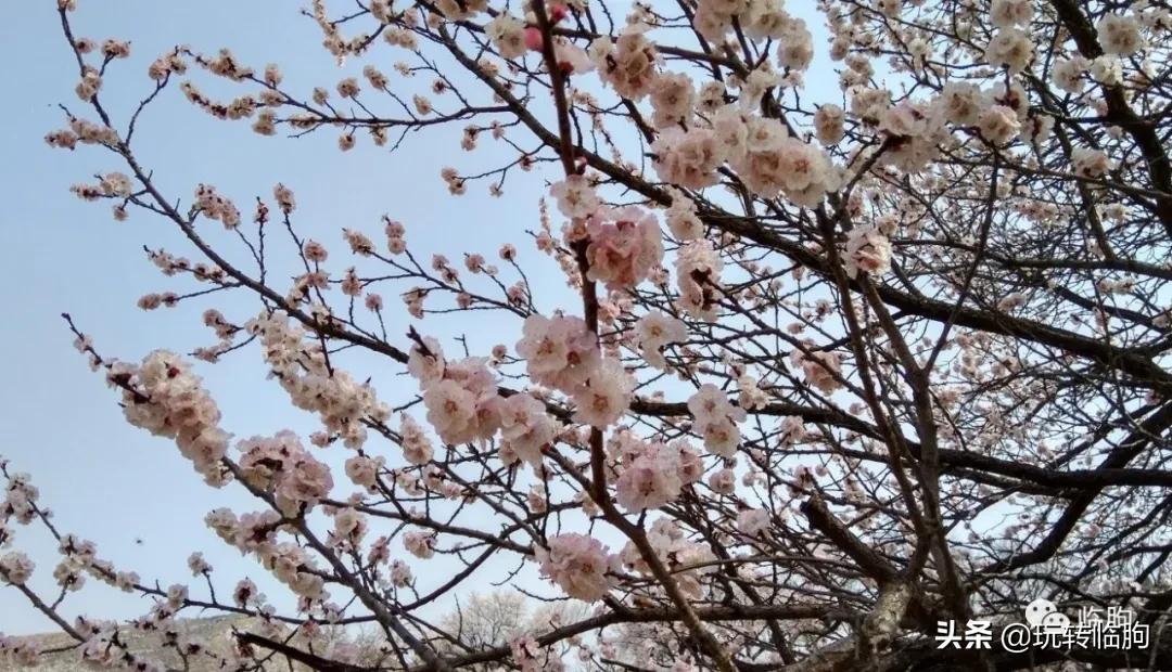 王兴汉从事蜂业小传