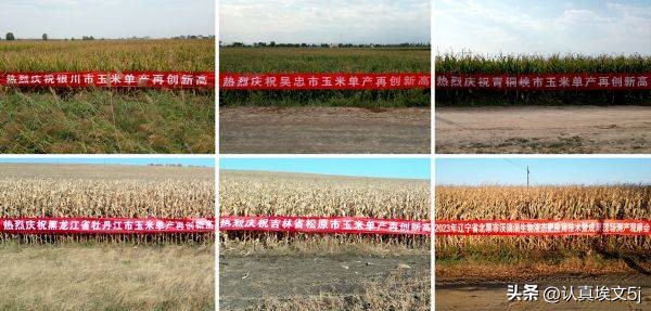 沃滴滴生物液肥在多个玉米、马铃薯大产区创下高产记录