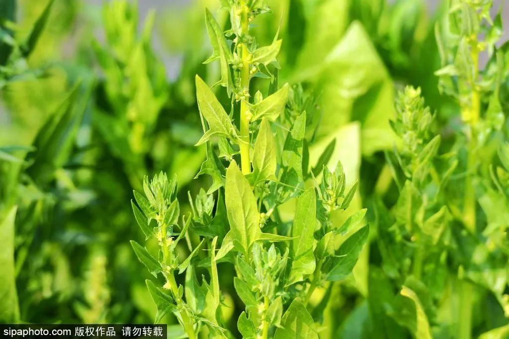 北京秋季采摘最全攻略,春日踏青采摘