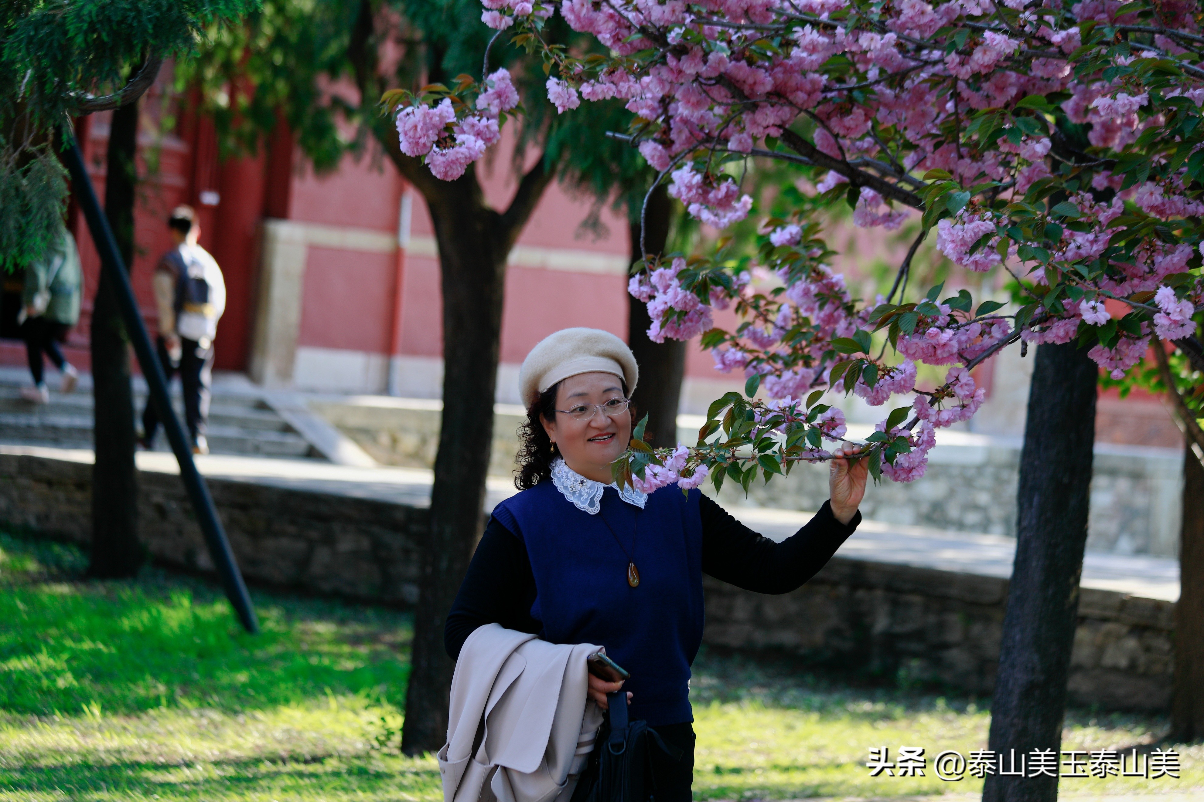 山亭寺沟樱花,定山溪樱花