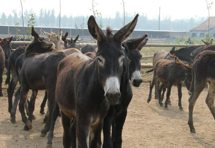 驴驱虫健胃,驴驱虫药多长时间见效