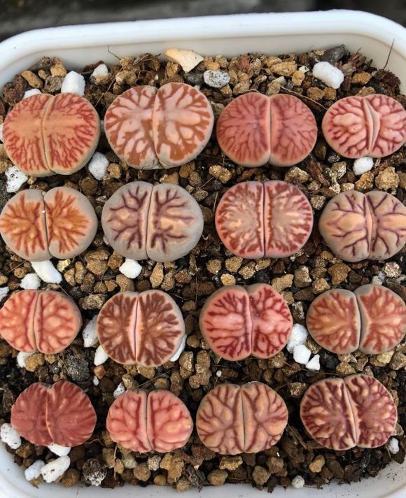 多肉生石花中间长出小芽怎样办,多肉生石花用纯颗粒土控养怎么样