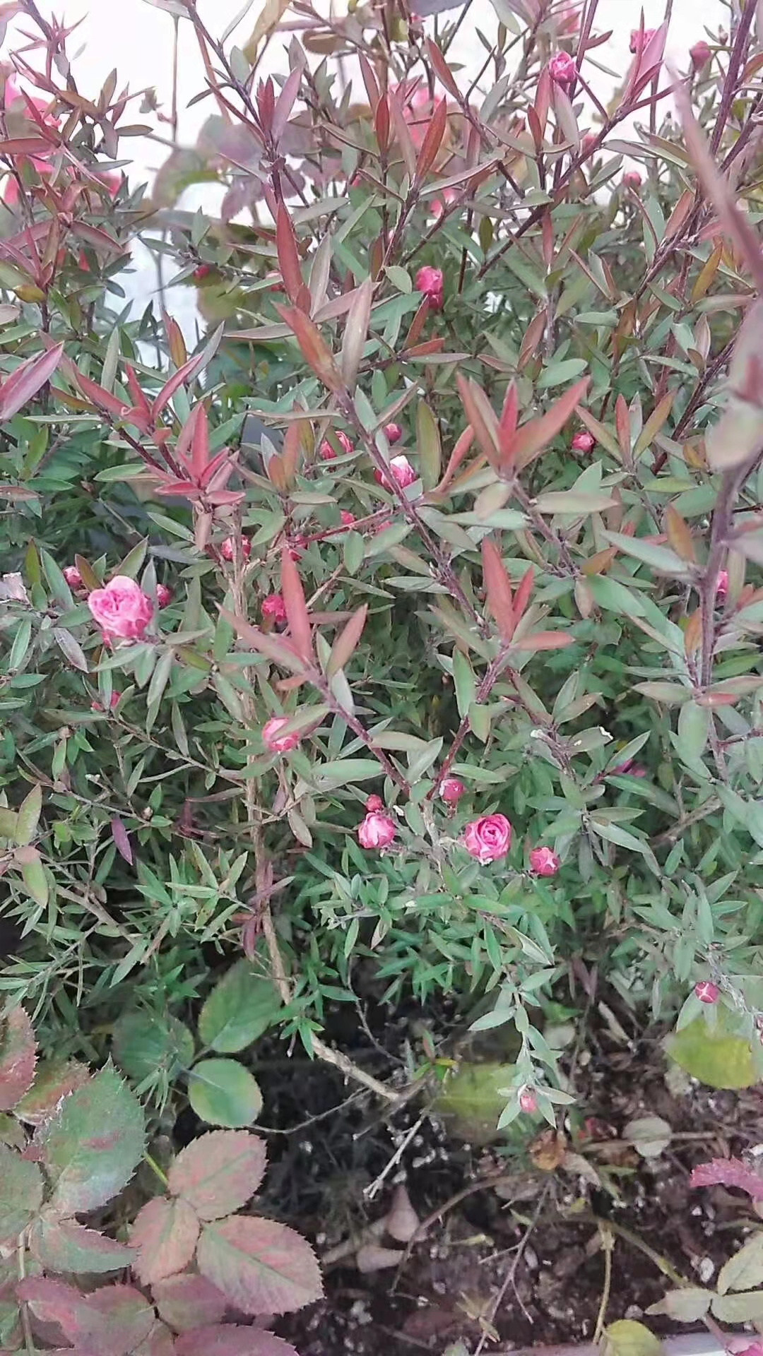 松红梅与松针梅区别,跟松红梅很像的花有什么