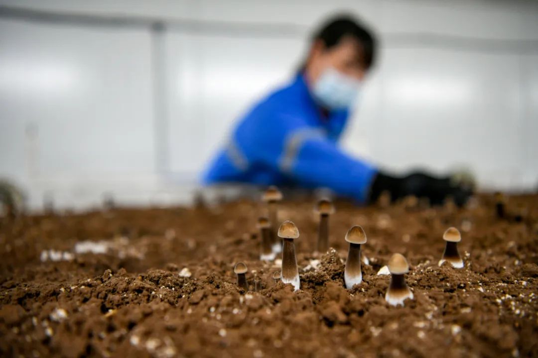 对话｜菌物产业：前景广阔的“绿色矿藏”