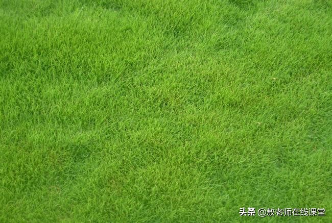 景观园林设计草坪作用,草坪景观设计原则