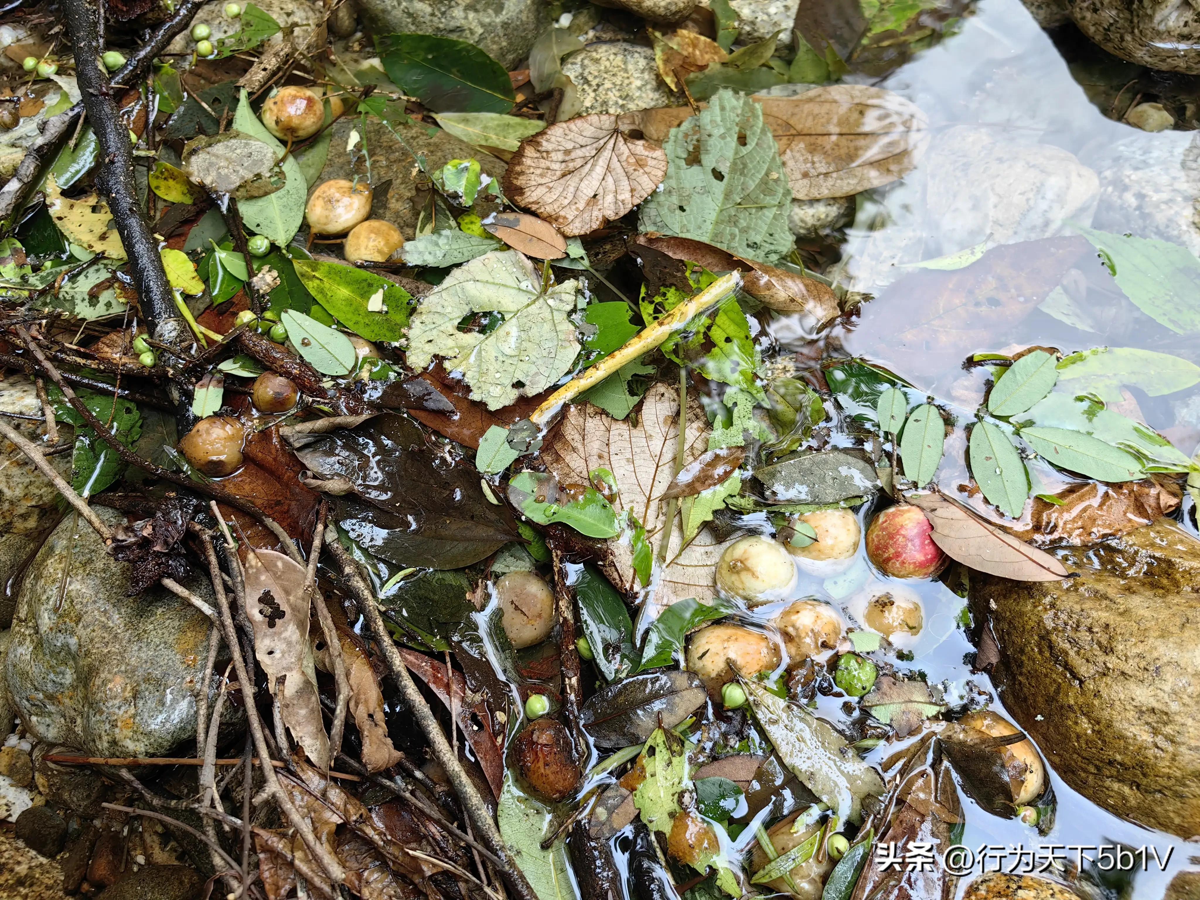 【探秘金紫山下的清凉秘境】行走在资源资江源大峡谷的风景线上