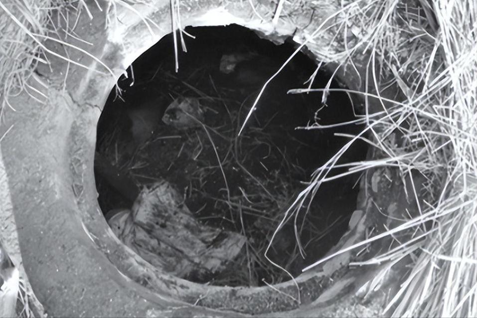 黑龙江菜窖藏尸案视频,东北女子杀老公13年藏自家菜窖