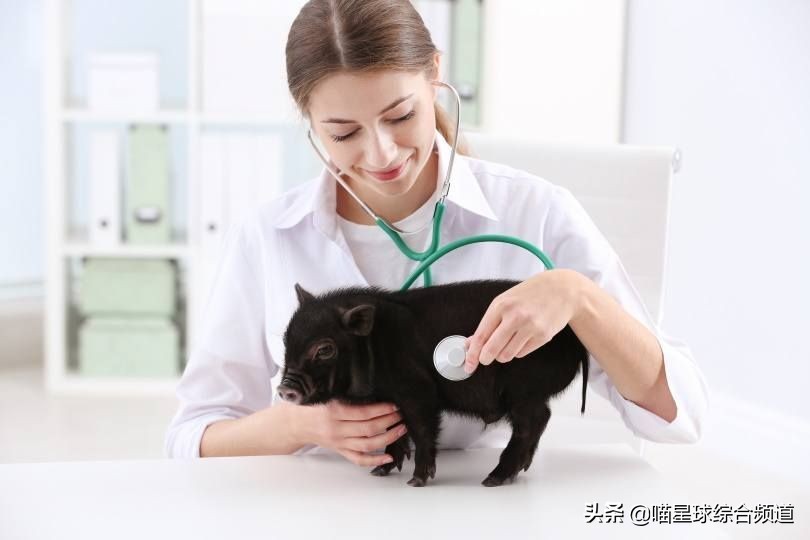 可爱呆萌的宠物猪,可爱的宠物猪日常